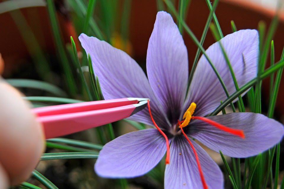 Pure Red Saffron Threads